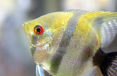 熱帯魚（アクアリウム）の写真